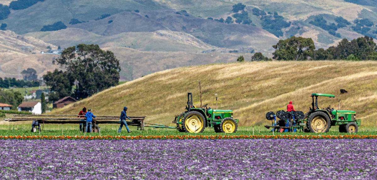 Farmworkers lay out irrigation pipe beside flower fields along Buckley Road near the Avila Ranch housing development in San Luis Obispo.