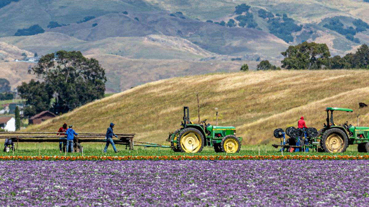 Farmworkers lay out irrigation pipe