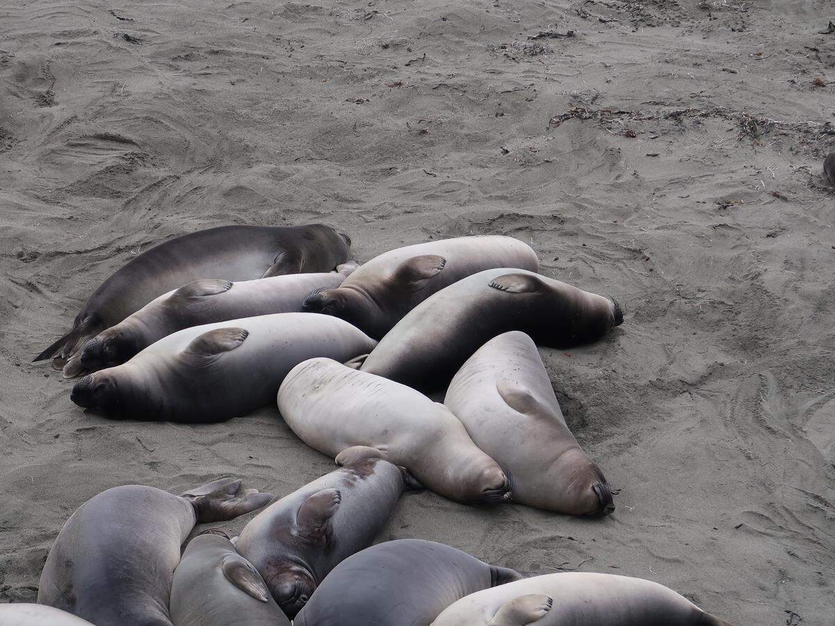 This pile of elephant seal weaners includes some that still have their birth blackcoats and some that have molted to Silver Bullets.