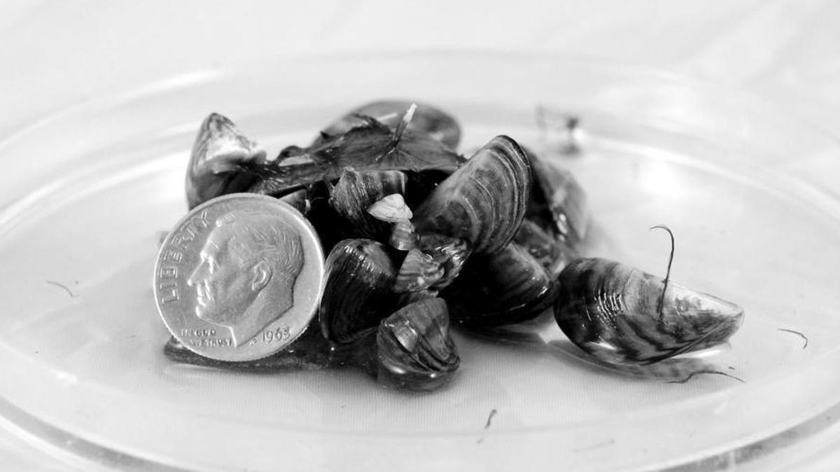 Zebra mussels from San Justo Reservoir in San Benito County. Invasive zebra and quagga mussels can easily be transported from one lake to another by recreational boats.
