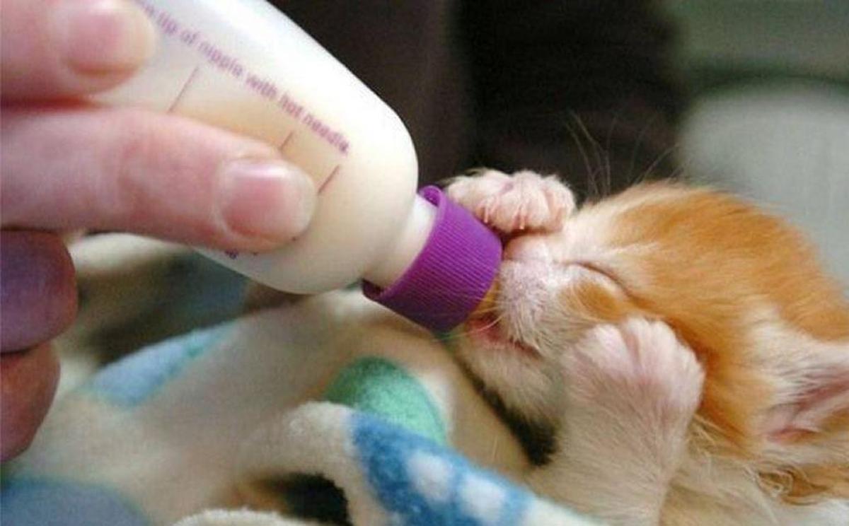 A young kitten being bottle-fed.