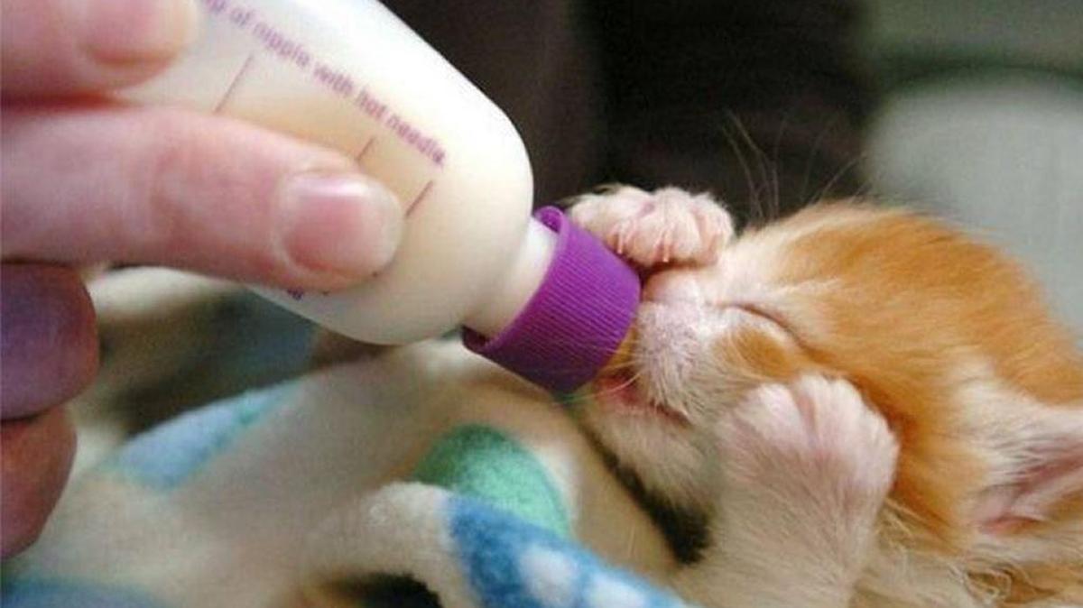 Woods Humane Society has suspended some programs on account of coronavirus, but it continues to care for kittens at its North County nursery.