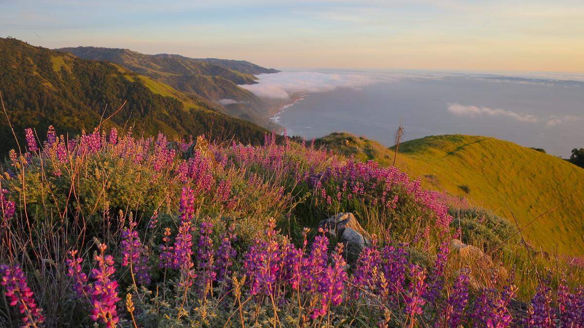 Silver lupine frame the view from Stone Ridge in the 240,000-acre Ventana Wilderness area.