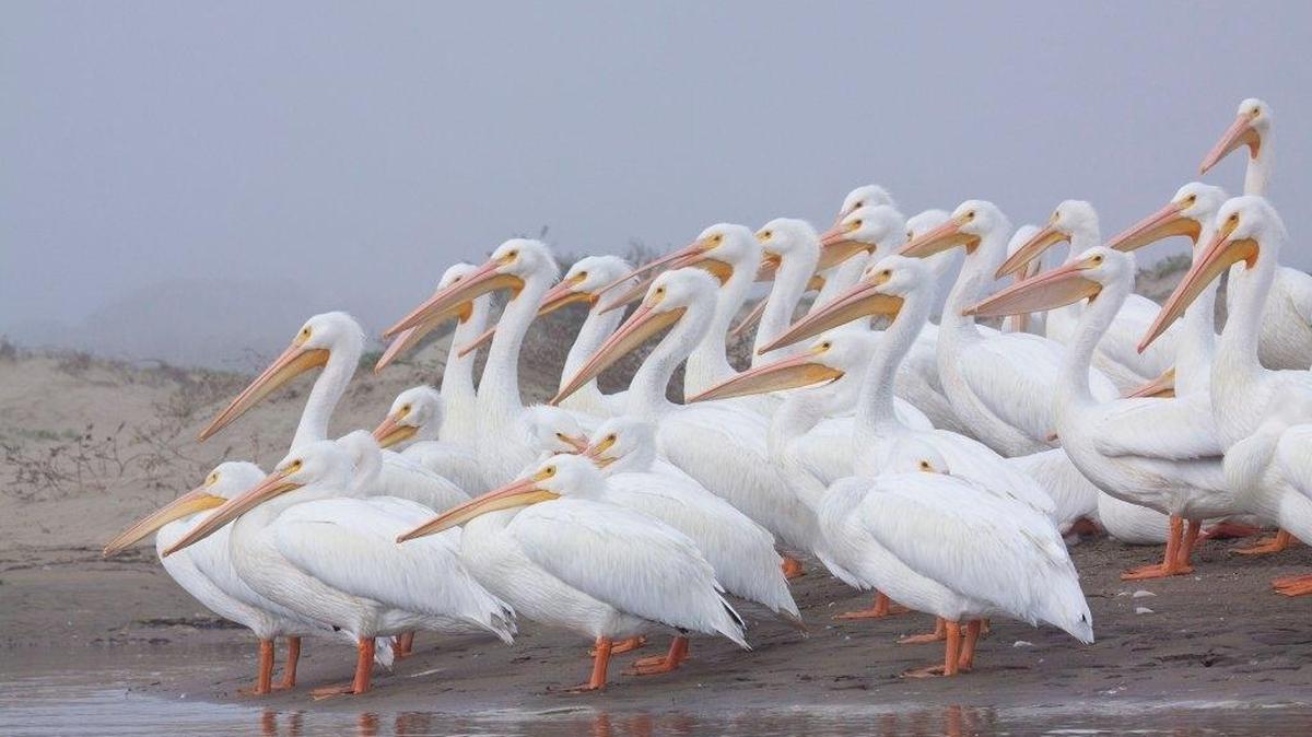 American white pelicans stand at attention in Morro Bay. Learn about shorebirds during a one-mile walk Friday at Morro Bay State Park.