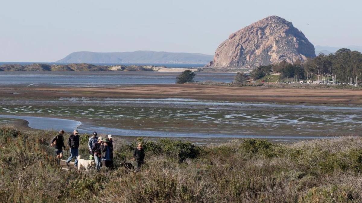 Learn about brant geese in a walk at the Elfin Forest on Saturday.