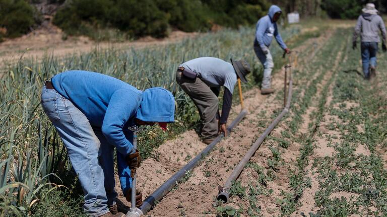New California law funds COVID-19 outreach, enforcement for farmworkers