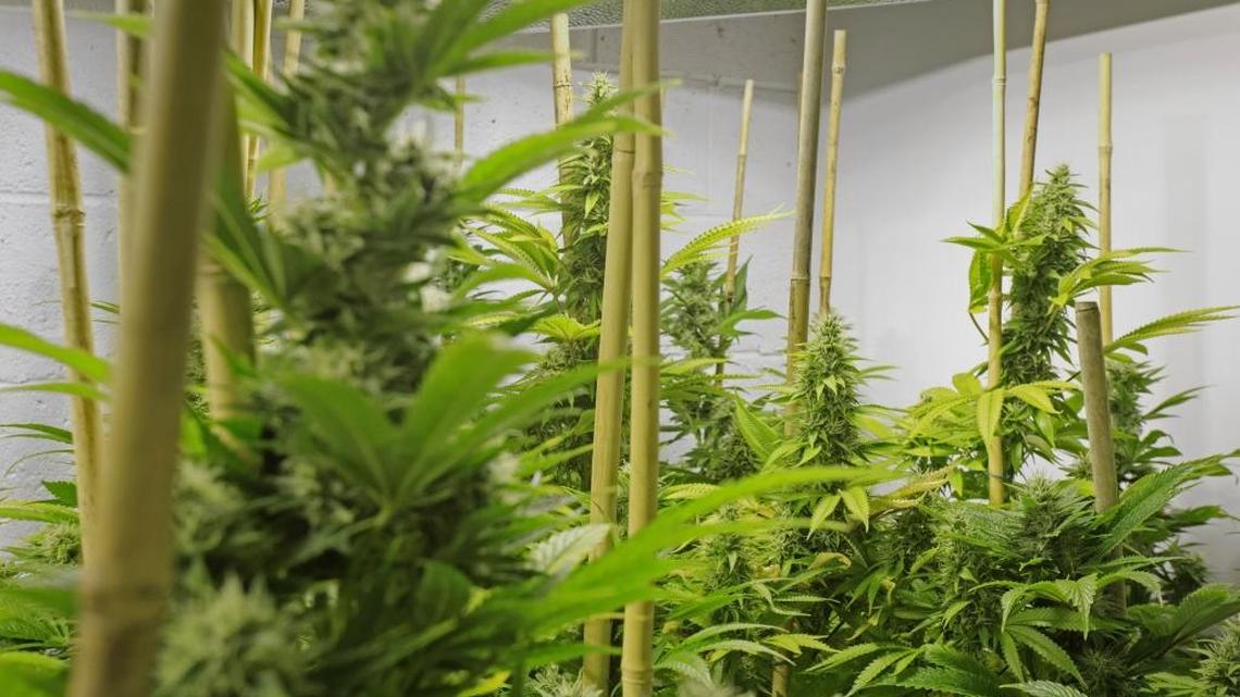 Marijuana plants stand in a flower room at the grow facility for Sense of Healing dispensary in Denver in 2015.