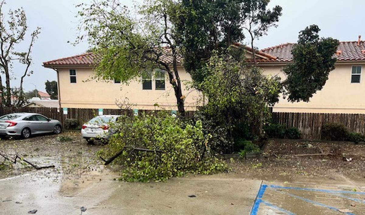 Amid a tornado warning on Wednesday, Feb. 7, 2024, powerful winds knocked down trees and branches on Ramona Avenue in Grover Beach.