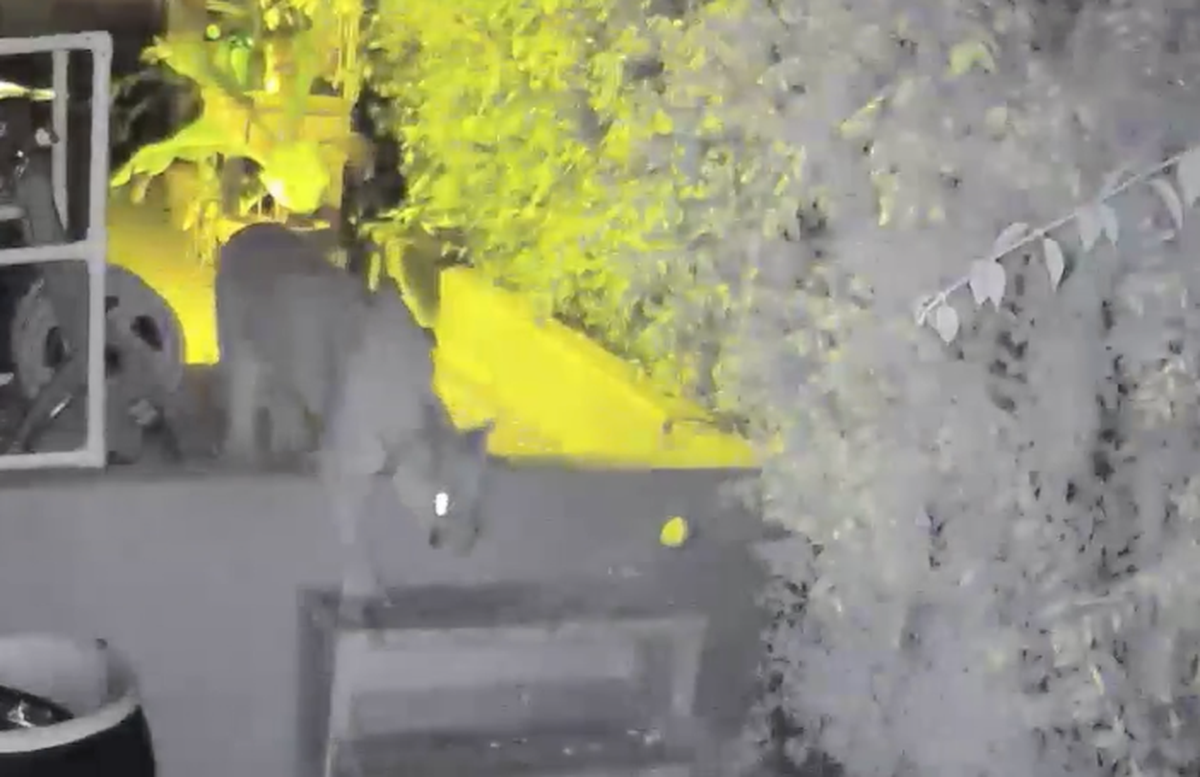Dawn Ellner’s Ring camera captured a mountain lion walking through her Cambria yard on Thursday, July 13, 2023.