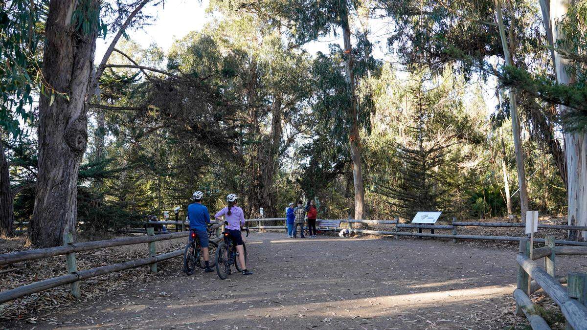 Only 406 monarch butterflies were counted at the Pismo State Beach monarch butterfly grove from Oct. 19 to Nov. 3, 2024.