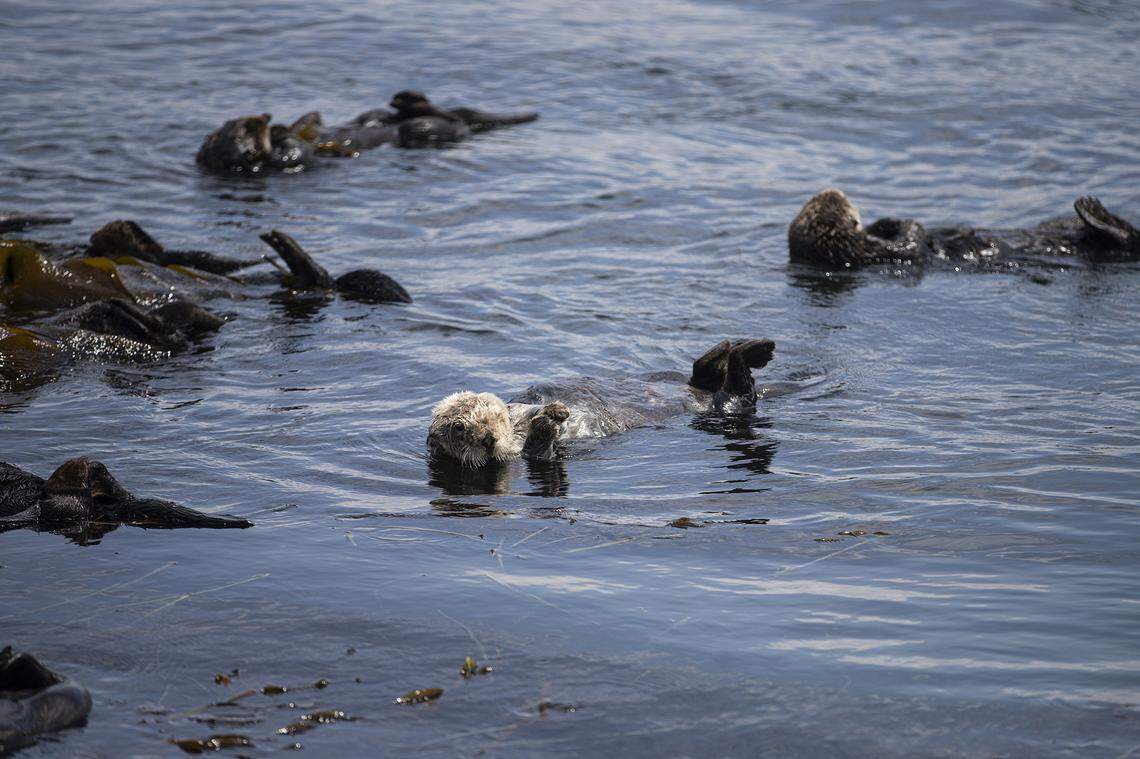 Sea otters, which are protected as a threatened species, feed on crabs, clams and urchins in Morro Bay.