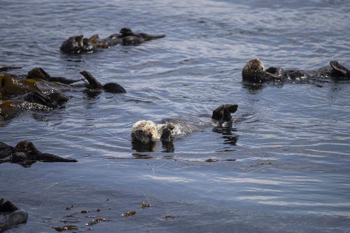 Sea otters, which are protected as a threatened species, feed on crabs, clams and urchins in Morro Bay. Marine biologists say offshore wind projects are likely to affect marine life, but they do not know to what extent.
