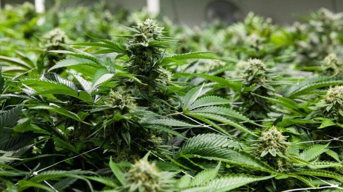 The San Luis Obispo County Board of Supervisors are considering ordinances regulating the commercial marijuana industry.