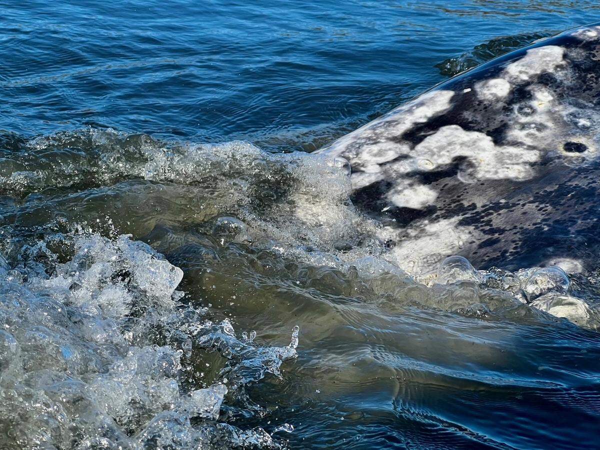 A gray whale swims in the Morro Bay Harbor on Thursday, March 14, 2024. The whale has been been spotted in the harbor for the last few days.
