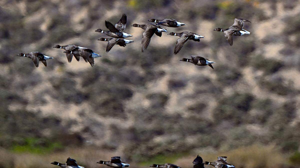 Black Brant geese soar over Morro Bay on Jan. 9, 2025. 