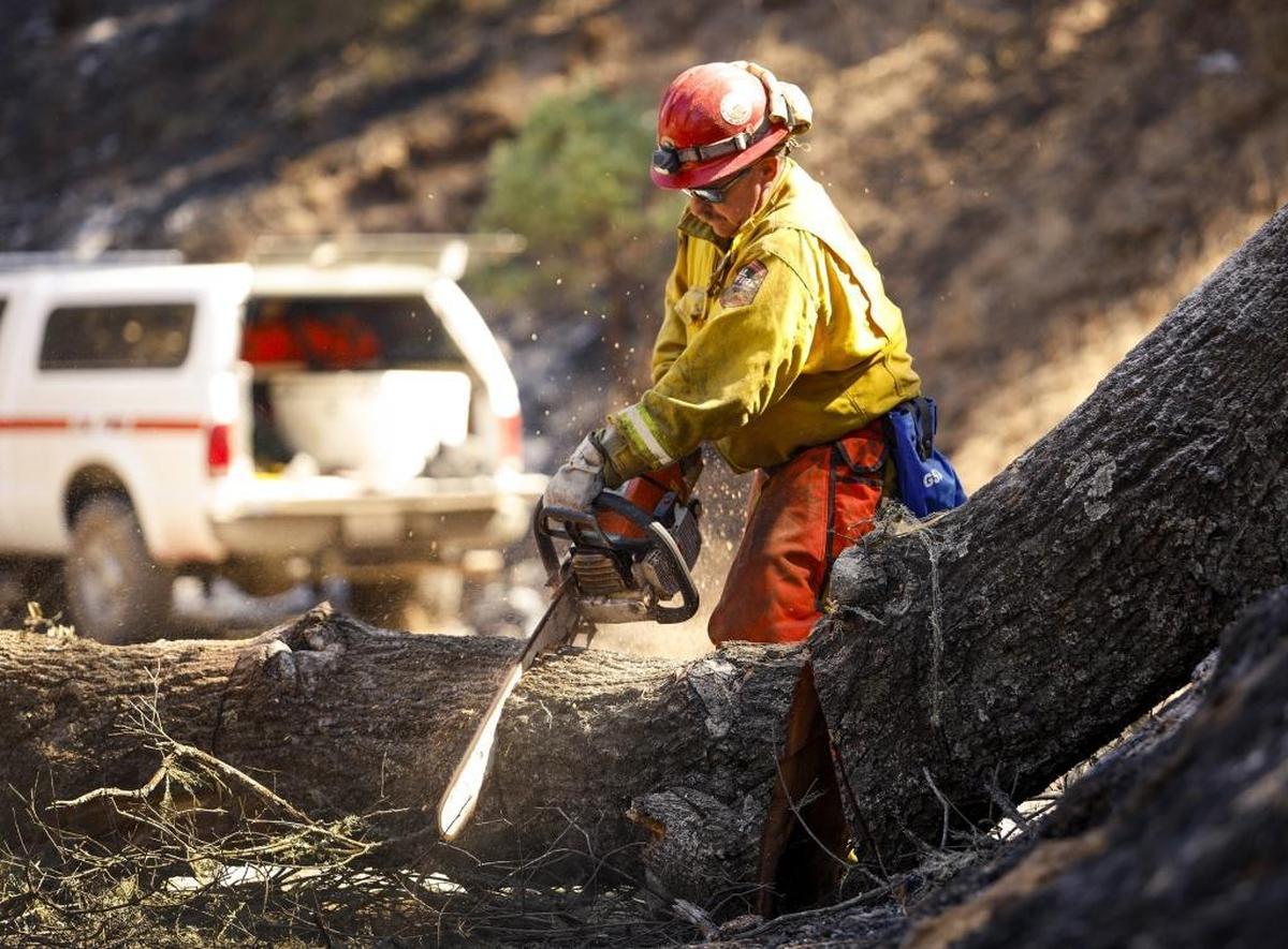 Cal Fire Capt. Kevin Dixon cuts up a tree that he downed Wednesday after noticing that it was hollowed out by flames from the Hill Fire and leaning dangerously over a driveway on Stagecoach Canyon Road in Santa Margarita.