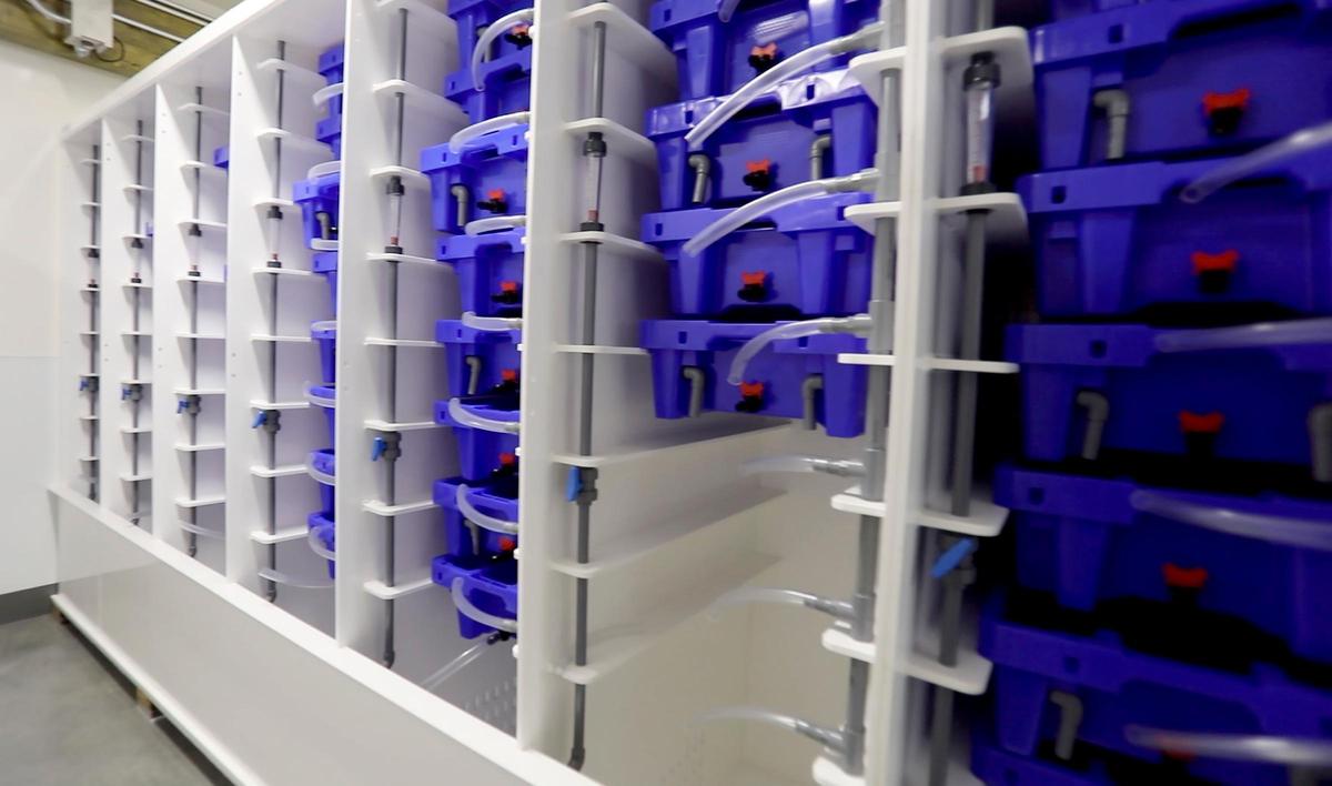 This oyster filtration system will allow the Grassy Bar Oyster Co. to keep fresh oysters year-round.