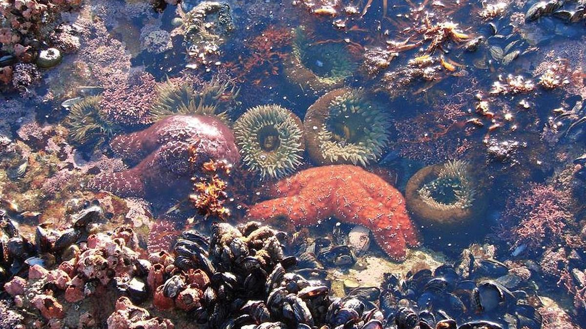 A sea star sits in a tide pool with other creatures along the San Luis Obispo County coast.