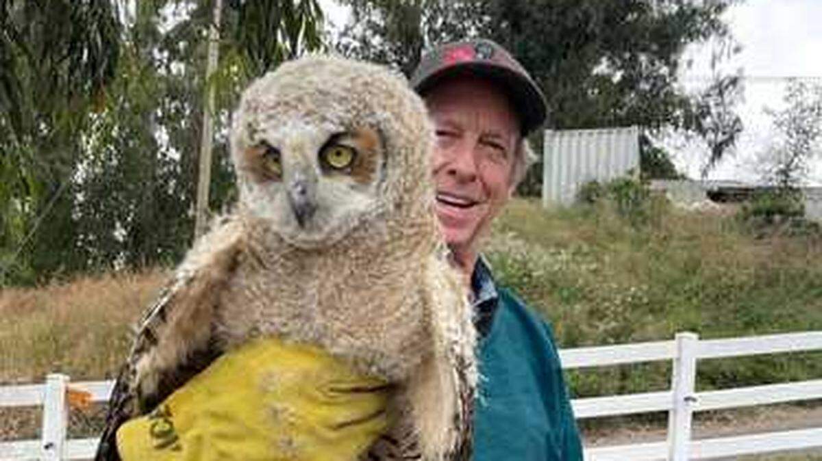 Pacific Wildlife Center volunteer Bob Peak returns a baby owl to its eucalyptus tree in Arroyo Grande on Thursday, May 4, 2023, after it fell out of its nest into a chicken pen.