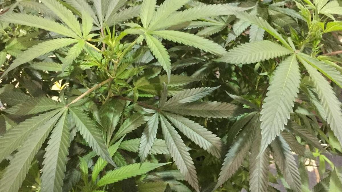 A marijuana plant awaits judging in the Oregon Cannabis Growers’ Fair marijuana plant competition in Salem, Ore., in 2016. Local jurisdictions, including San Luis Obispo, are assessing how to regulate commercial uses of marijuana.