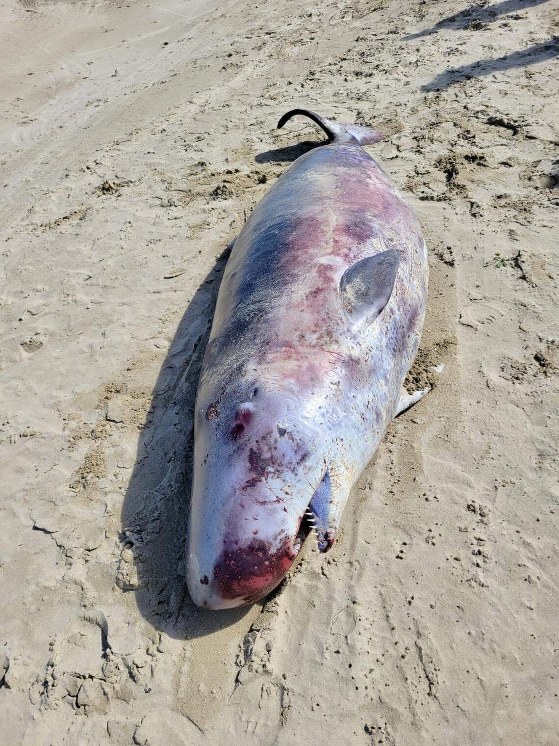 The Marine Mammal Center responded to reports of a dead pygmy sperm whale on Pismo State Beach on Feb. 14, 2025.
