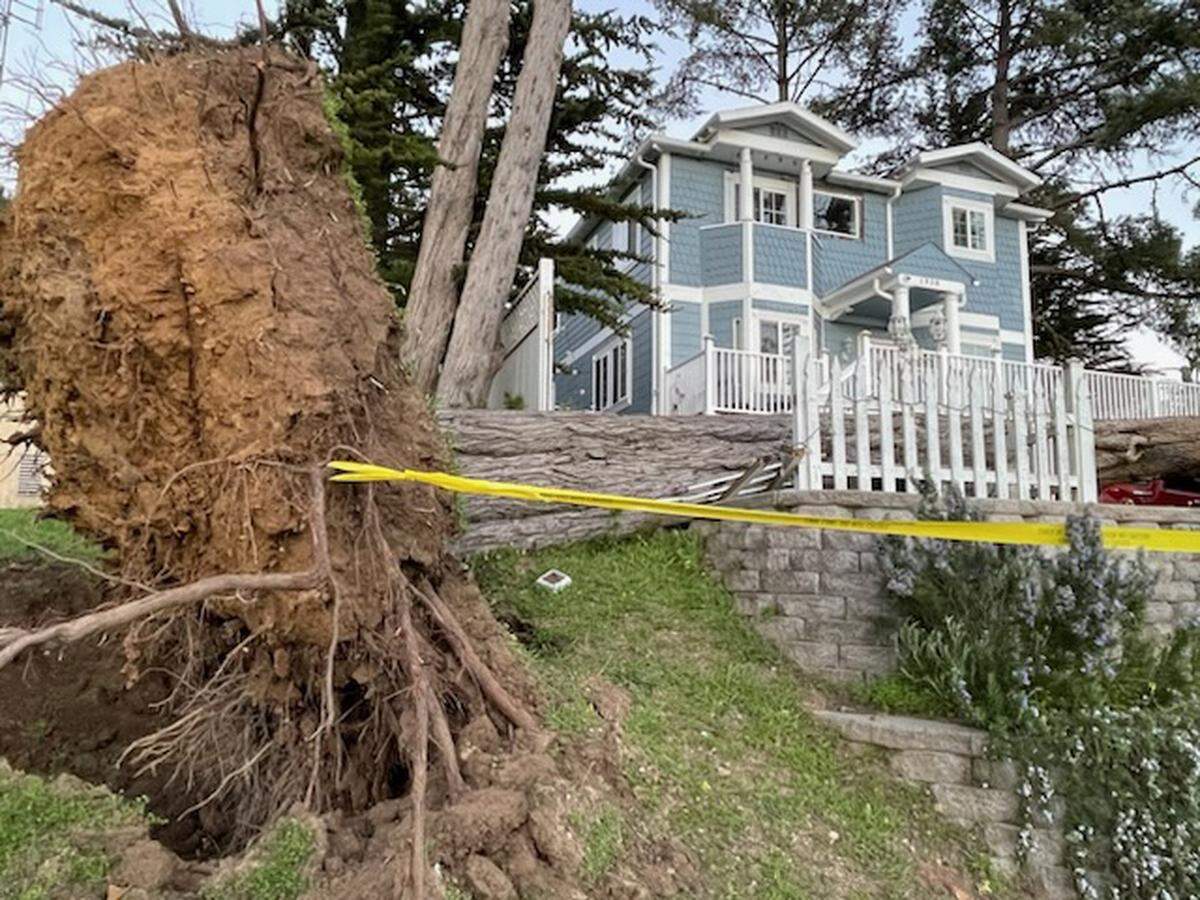 A large tree fell onto parked cars outside a home on Richard Drive in Cambria on Tuesday, Feb. 21, 2023.