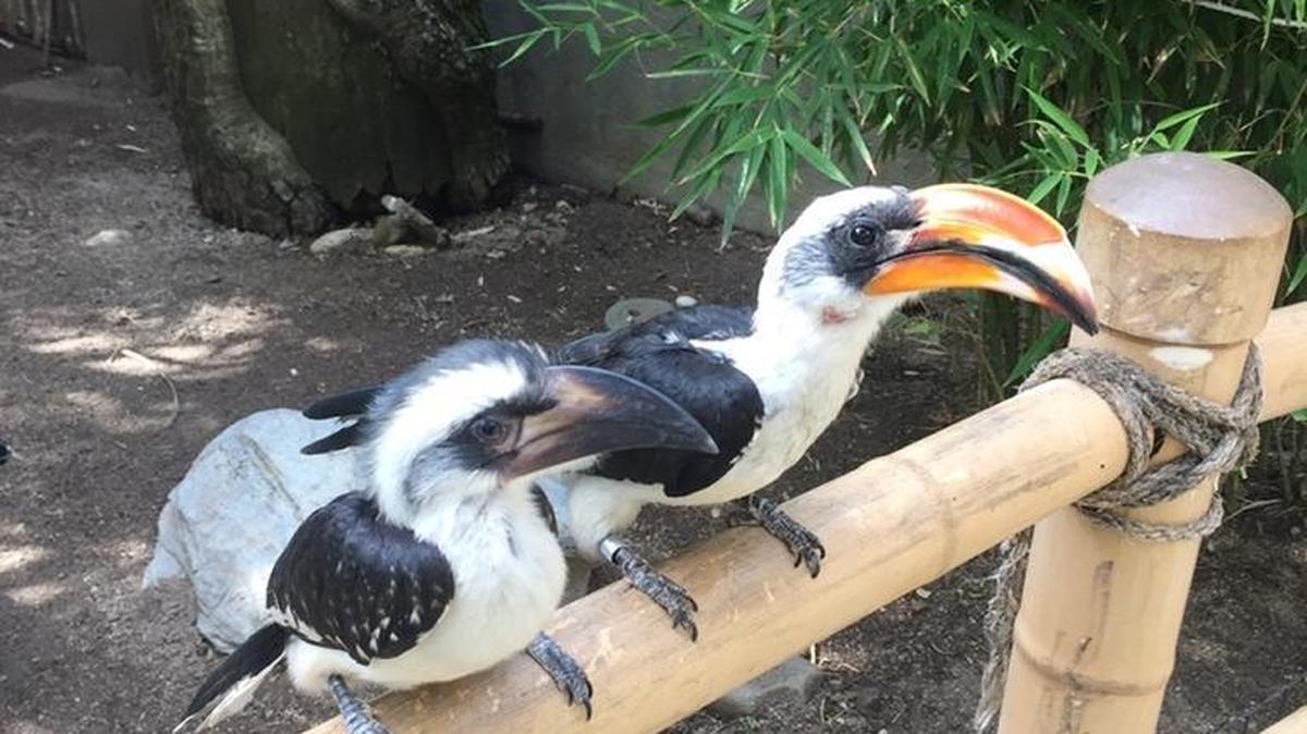 An adult male Von der Decken hornbill is seen with one of three recently hatched chicks at the Charles Paddock Zoo in Atascadero.