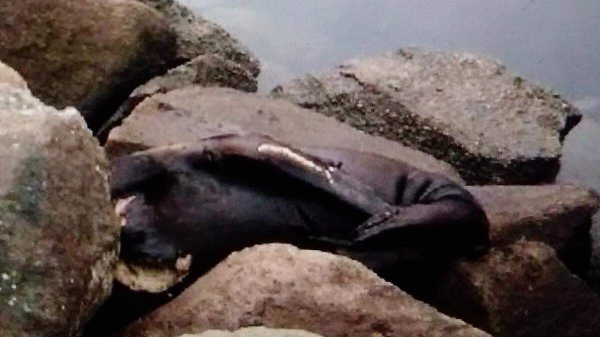An injured sea lion rests on the rocks near Giovanni’s Fish Market and Galley in Morro Bay. The sea lion is recovering from shark bites.