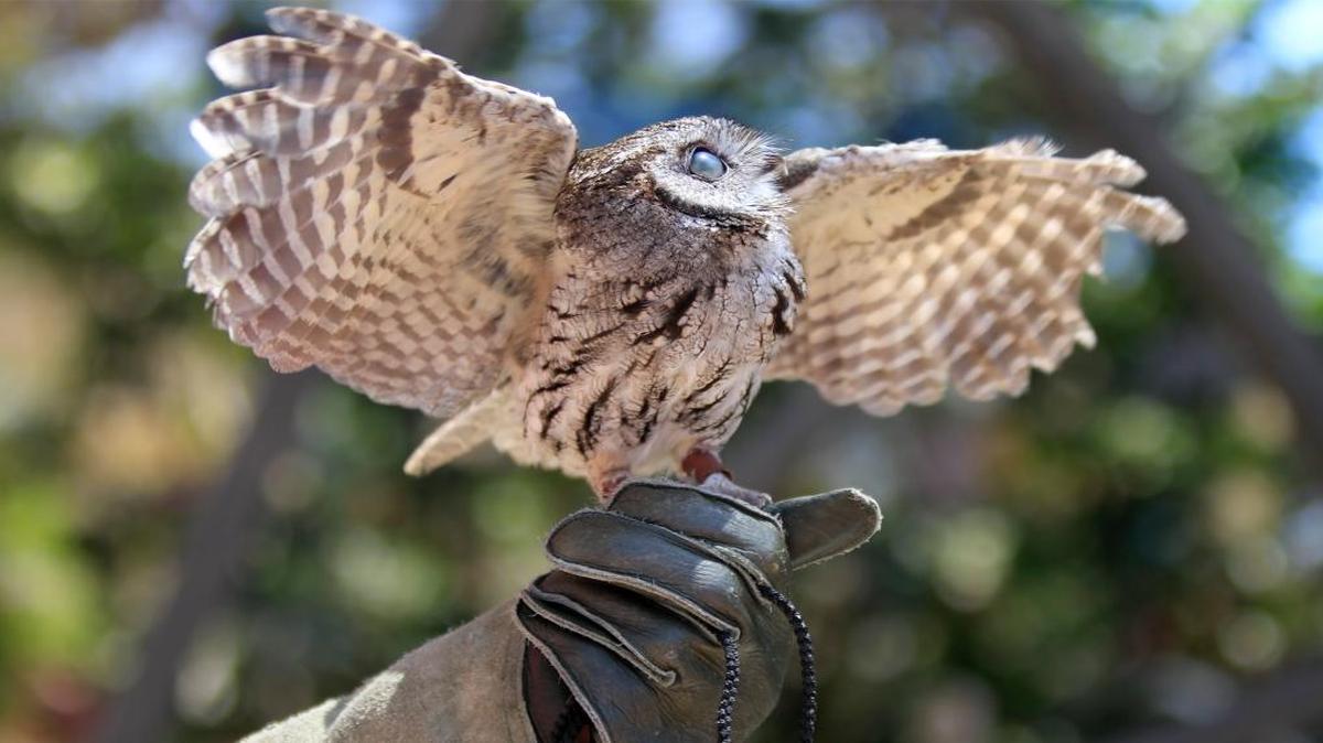 A small screech owl rehabilitated by Pacific Wildlife Care flaps its wings. Several animal ambassadors from the organization will be present at the Earth Day Fair & Music Festival, April 21, 2018, at Laguna Lake Park in San Luis Obispo.