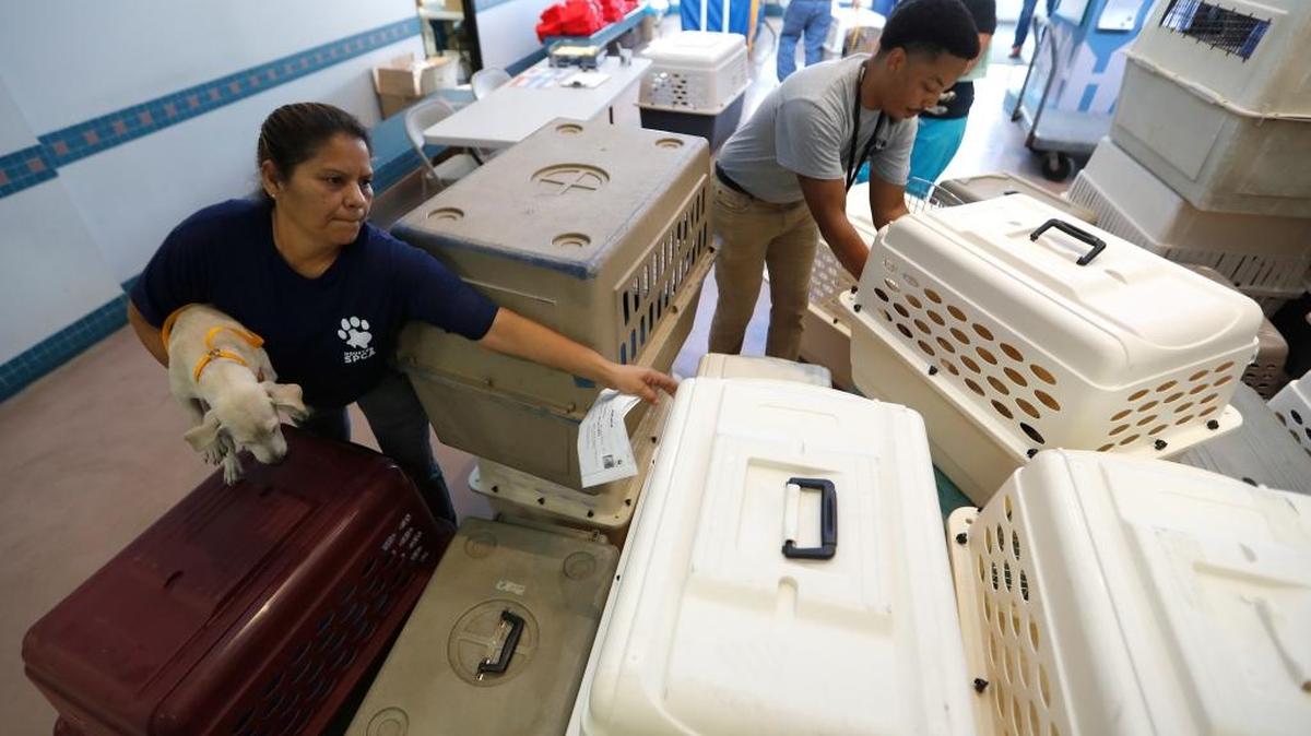 SPCA employee Rebecca Rodriguez loads a dog into a crate as employees and volunteers of the Houston SPCA load up more than 100 adoptable dogs and cats into a truck with the help of the Austin Humane Society and others that will be sent to Atlanta, to make room for an onslaught of animal Tropical Storm Harvey victims, Thursday, Aug. 31, 2017 in Houston.