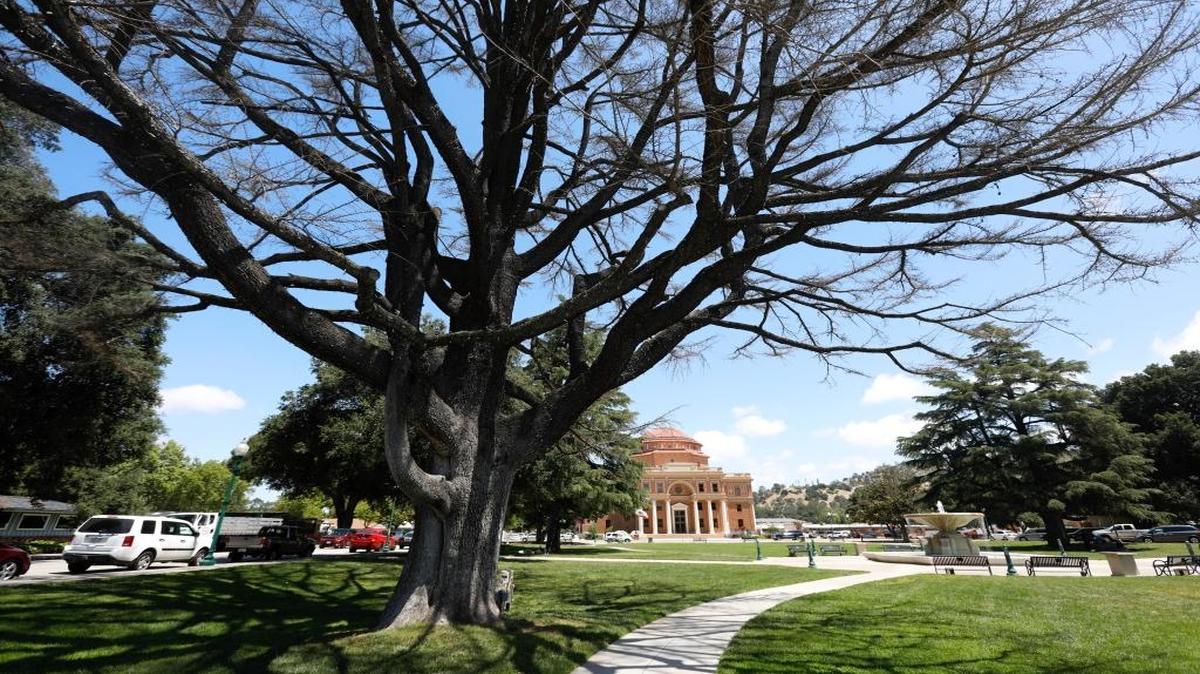 Atascadero will cut down a tree that is at least 90 years old in Sunken Gardens because the tree’s health has deteriorated in recent years.