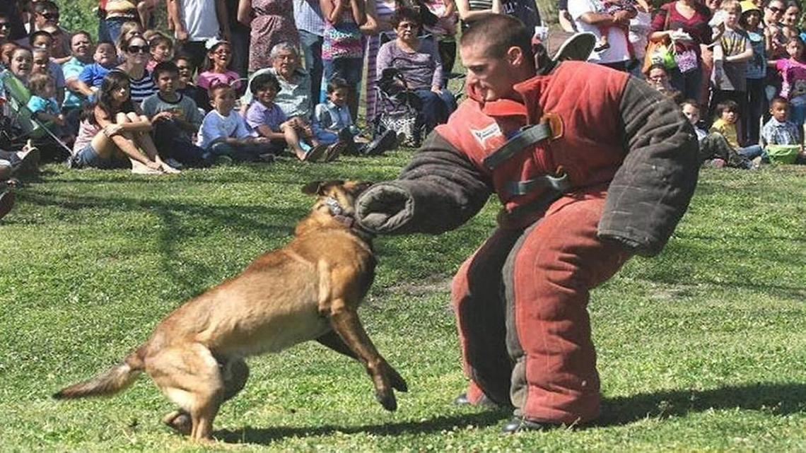 Alex Geiger performs K-9 training exercises in a bite-proof suit with a dog in Hanford in 2013. Geiger worked as a Grover Beach police officer in December when his personal dog — his former partner at a previous department — attacked two neighbors, killing one of them. Records show that dog bit a trainer in March 2016.