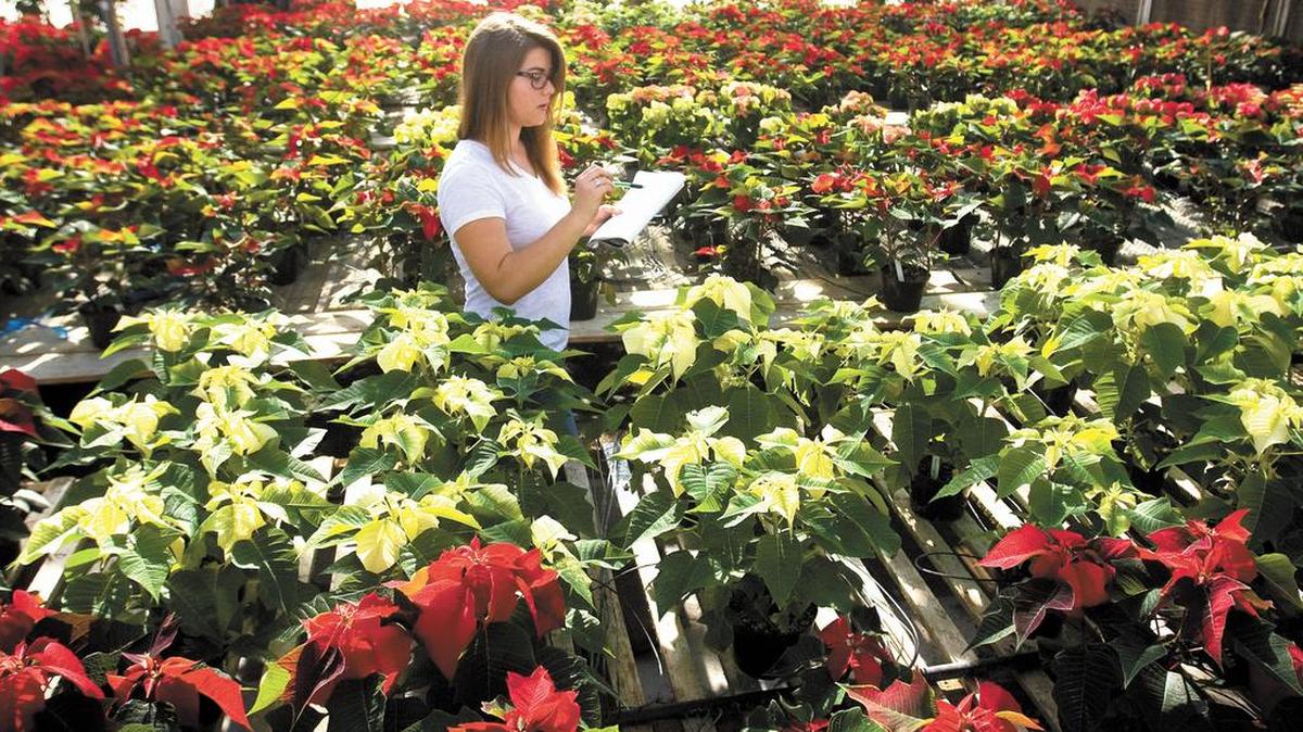 Poinsettias from the annual student project are on sale at the Cal Poly Plant shop. Here, Julia Stuffler takes inventory.