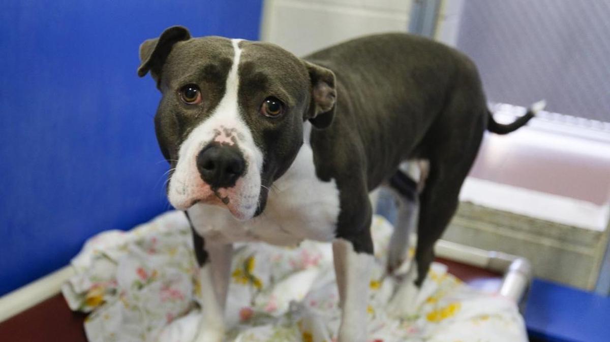 A dog at Woods Humane Society in September 2017.