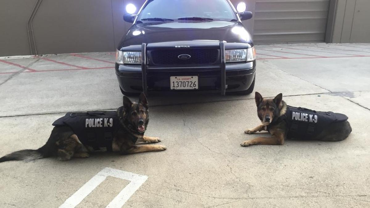 Atascadero police K-9s, Atza and Pit, are recipients of new bullet and stab protective vests, thanks to a charitable donation from Vested Interest in K-9s, Inc., sponsored by the Housman Family Foundation of California. Each protective vest is worth $1,050 and weighs 4 to 5 pounds.