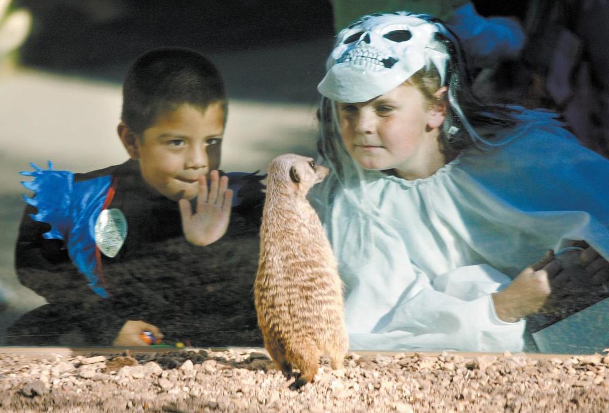 Vincent Avila, 4, left, and Nathan Calkins, 10, look at a meerkat through exhibit glass during Zoo Boo at the Charles Paddock Zoo in Atascadero in 2018..