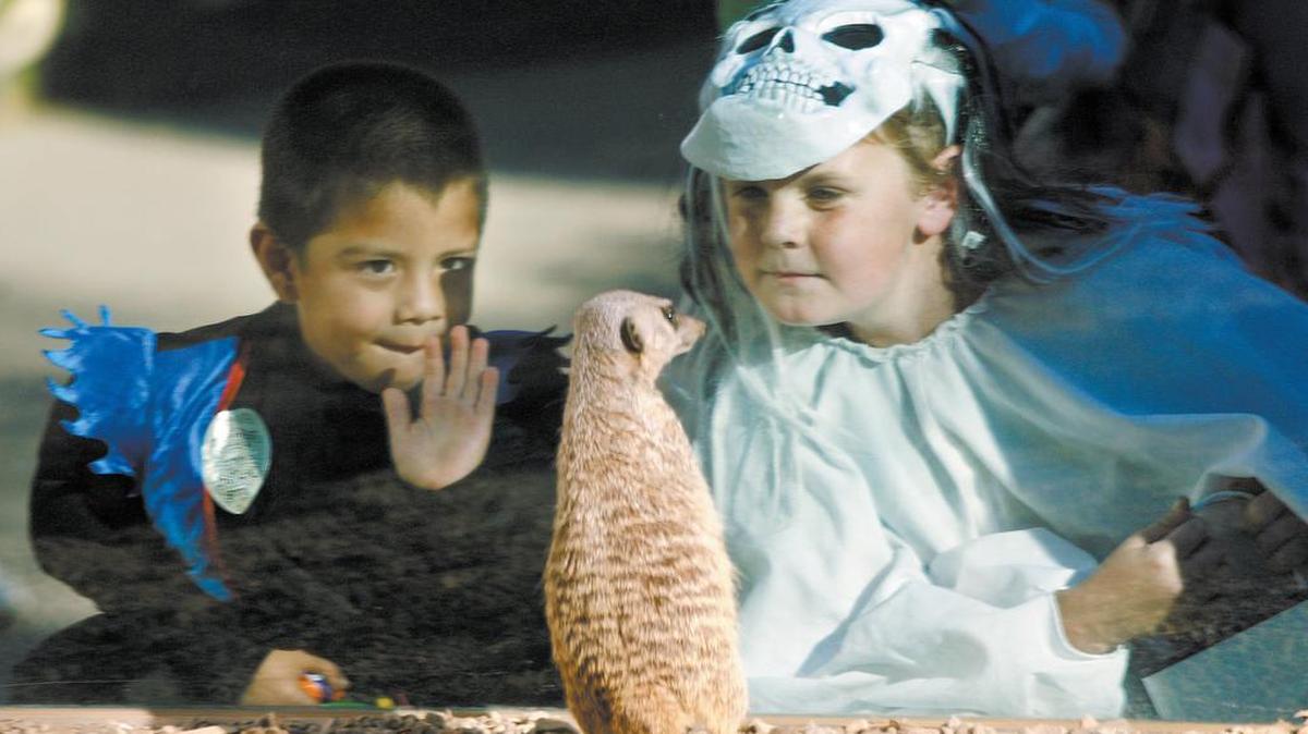 Vincent Avila, 4, left, and Nathan Calkins, 10, look at a meerkat through exhibit glass during Zoo Boo at the Atascadero Zoo in 2018..