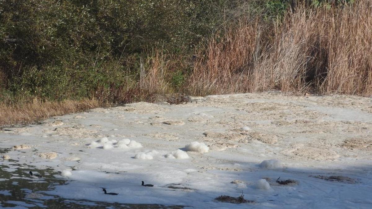 Foam has been building up near the mouth of Santa Rosa Creek. Scientists say it is likely made up of algae, shreds of kelp, diatoms, other small organisms and other stuff washed over the sand bar by recent high waves from historic-level king tides.