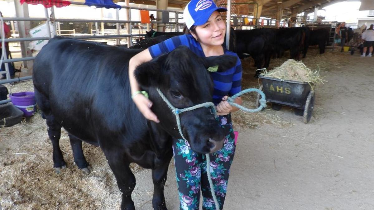 FFA member Sarahi Beltran, a junior, prepares her 2,200-pound steer for show at the California Mid-State Fair on Tuesday, July 26.