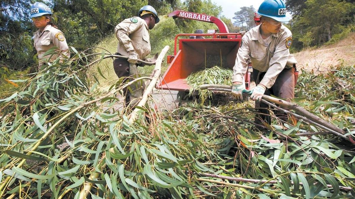 California Conservation Corps members Alejandra Orozco, left, Adam Jackson, and Jeremy Foster load up the chipper with fresh cut eucalyptus branches as they go through chainsaw training and chipping on the Fiscalini Ranch Preserve in Cambria in 2009. Mulching and chipping will be part of clearing and expanding a fire break during Fire Prevention Week, Oct. 8-14.