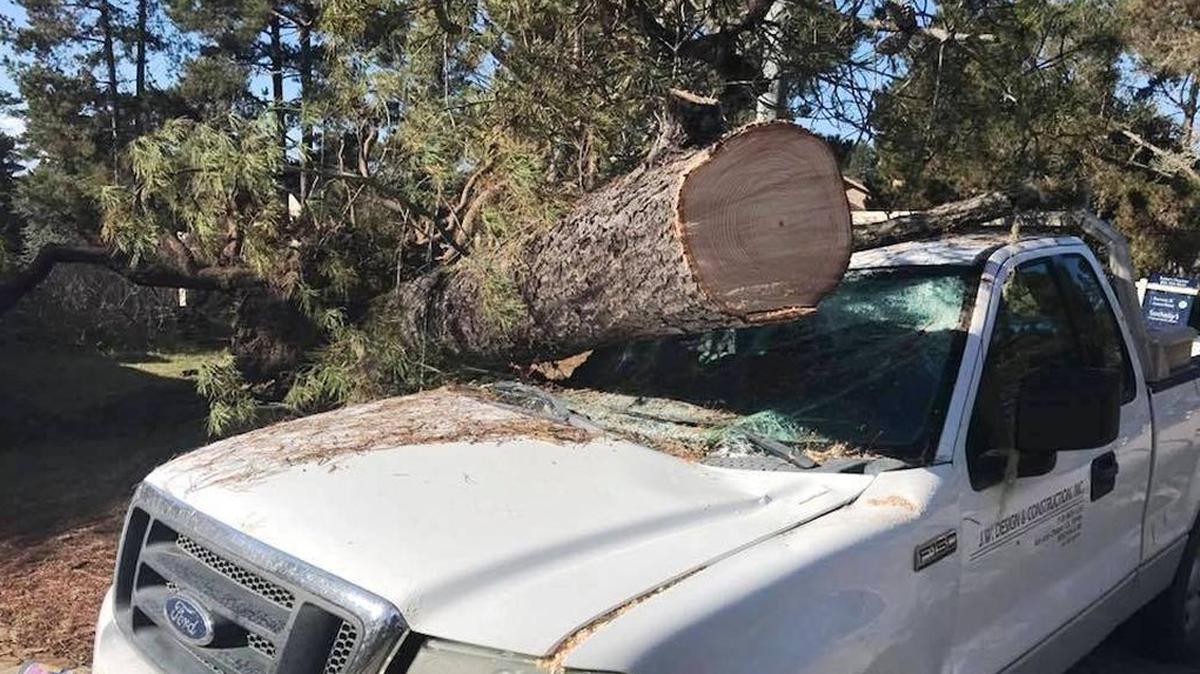 A tree smashed the windshield of this pickup parked on the west side of Chiswick Way between Charing Lane and Somerset Way in the Leimert Estates neighborhood of Cambria on Monday.