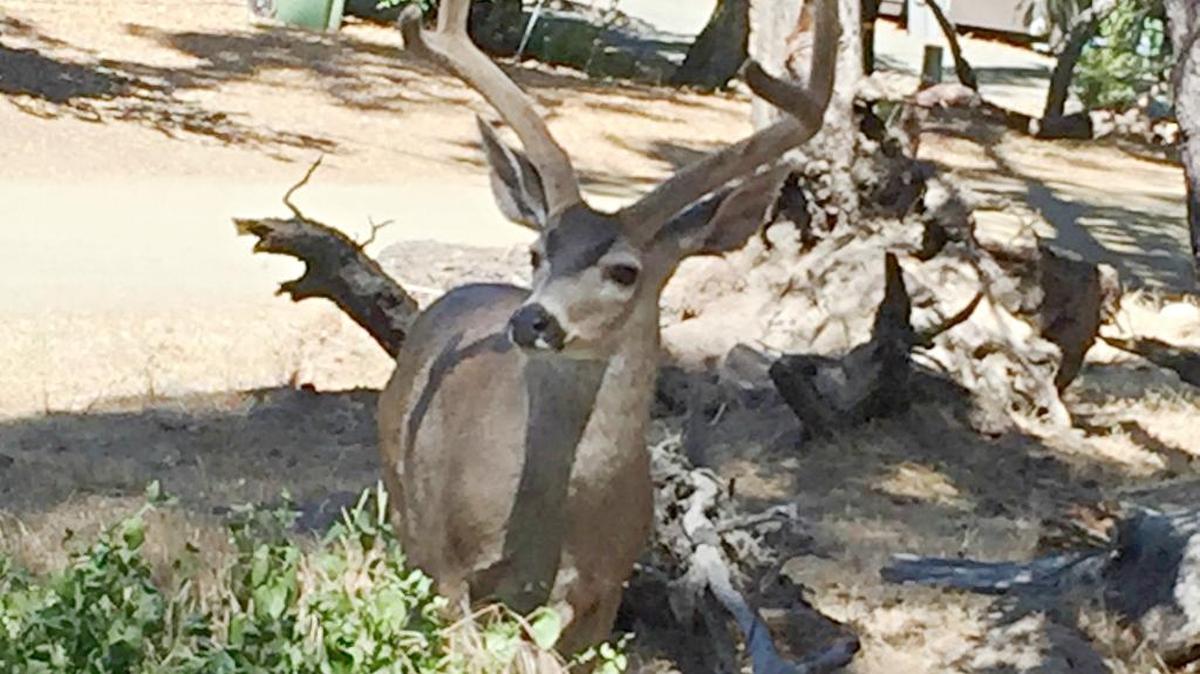 A buck looks up from grazing off Burton Avenue in July 2016.
