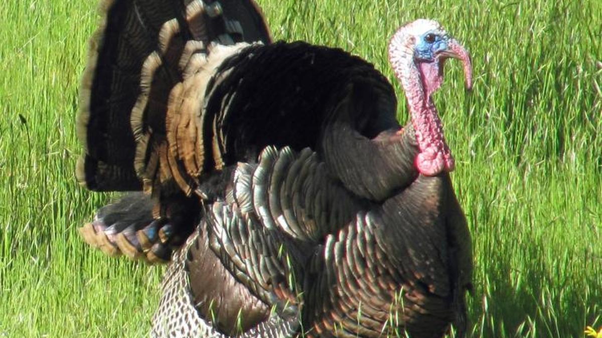 A big tom turkey struts his stuff in Cambria this past spring.