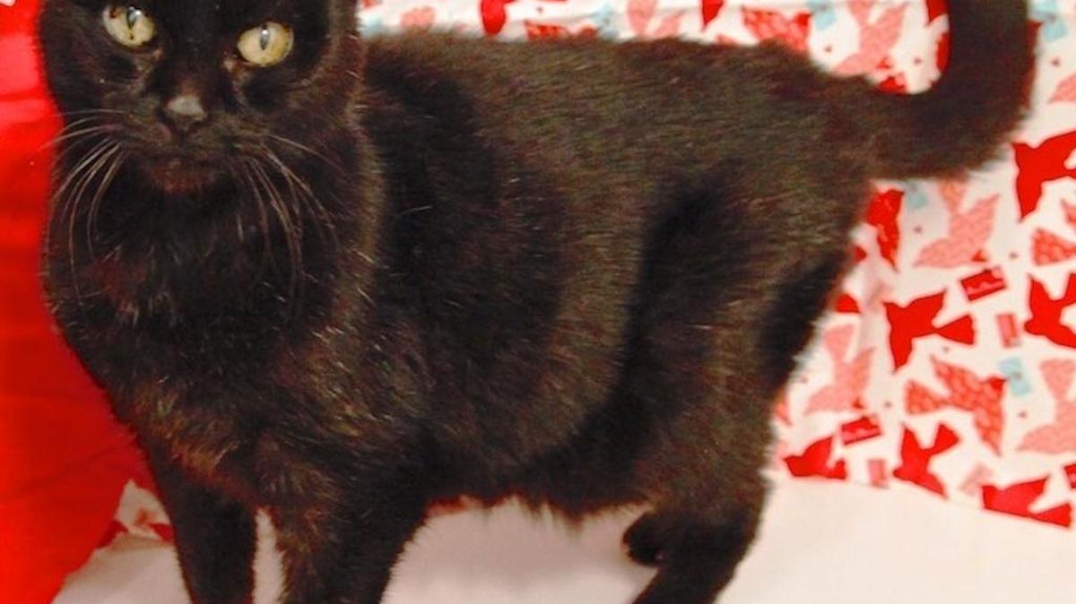 Jet is the Homeless Animal Rescue Team’s Cat of the Month.