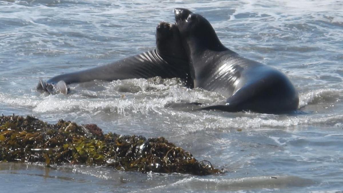 Young seals tussle in the water and on the beach. They will soon be at sea, migrating north.