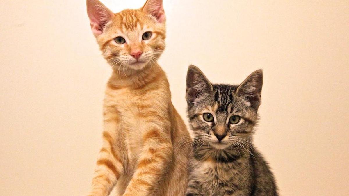 You can get a second kitten for 25 percent off the normal adoption fee when you adopt on kitten at HART.