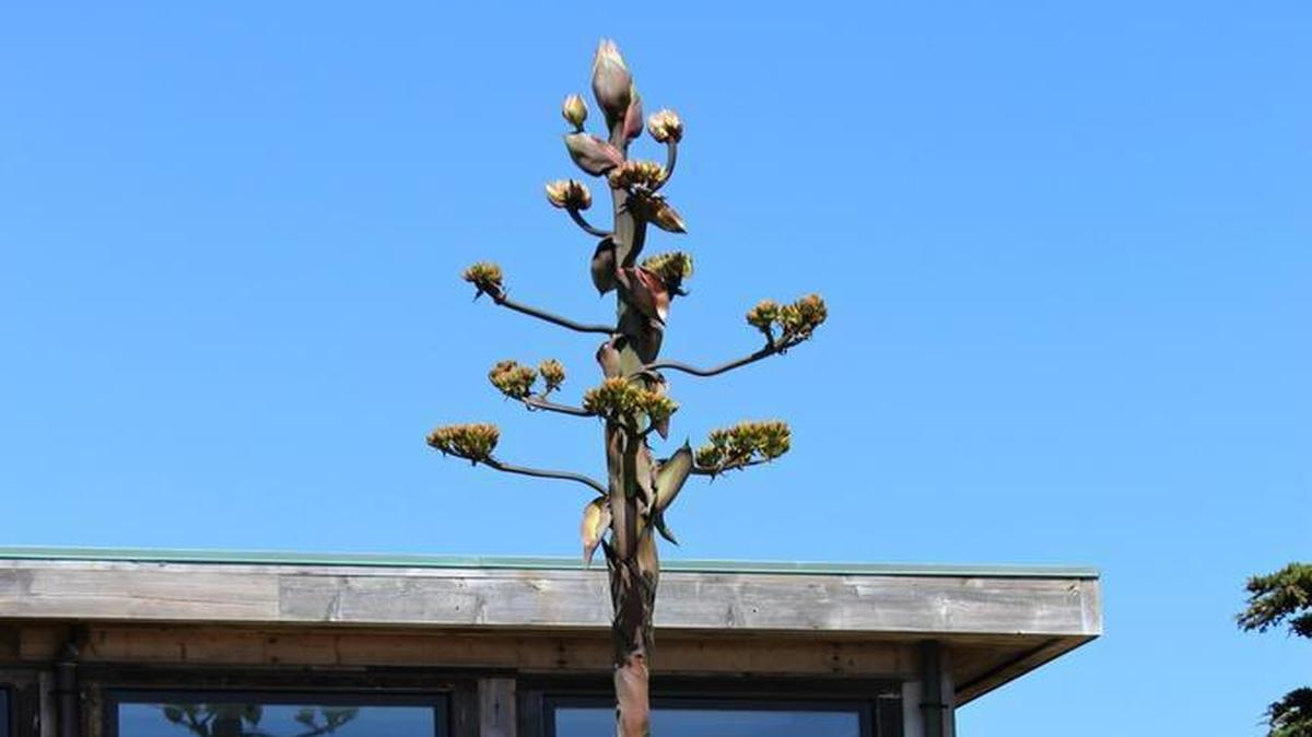 The century plant rises above the second-story roof outside Centrally Grown, just off Highway 1 north of Cambria.