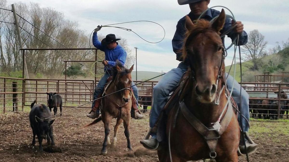 Clayton Fiscalini, riding the mare Fancy at rear, works the Radar Ranch bordering the southern portion of Cambria with a friend in January.