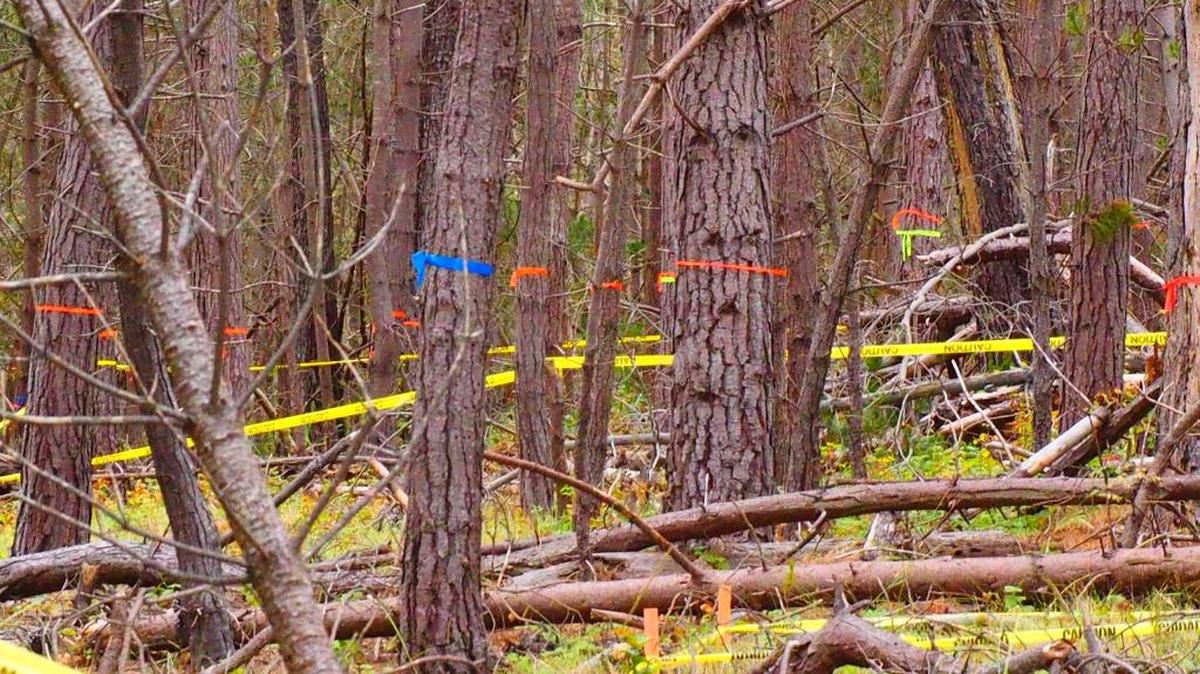 A Memorial Day forest walk on the Fiscalini Ranch Preserve shows dead and diseased trees marked for removal.