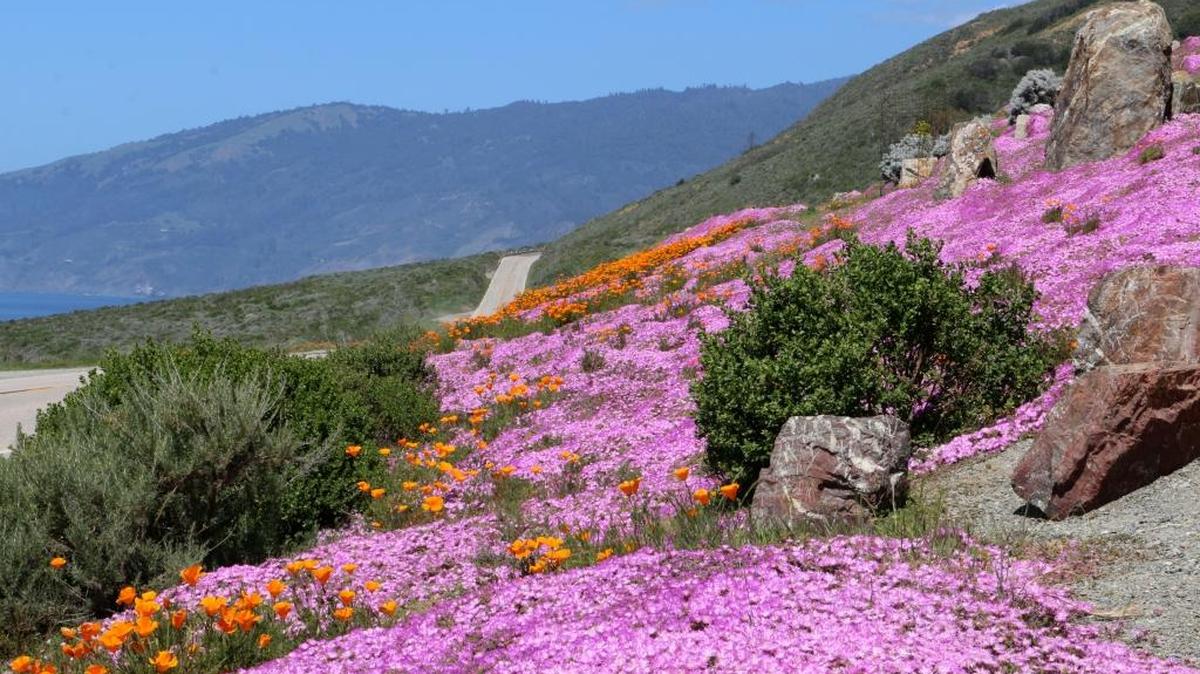 Wildflowers adorn the hills along Highway 1 in Pacific Valley, about 40 miles north of Cambria.